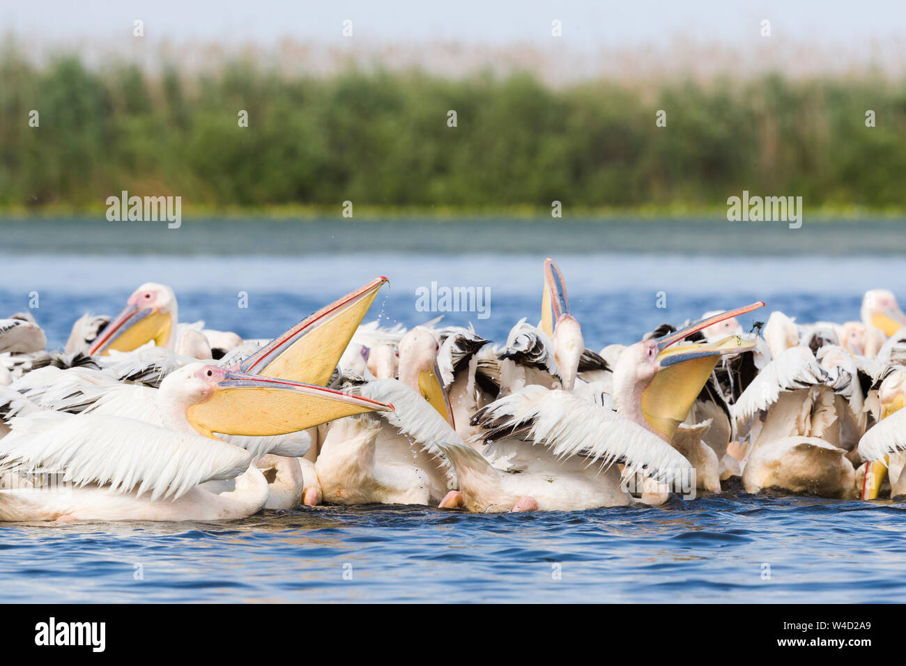 Pellicani nel Delta del Danubio Foto Stock