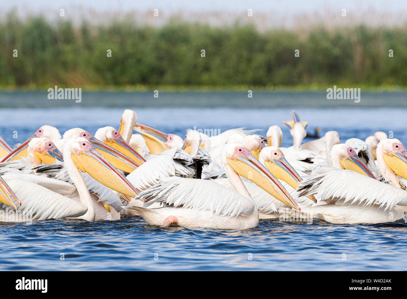 Pellicani nel Delta del Danubio Foto Stock