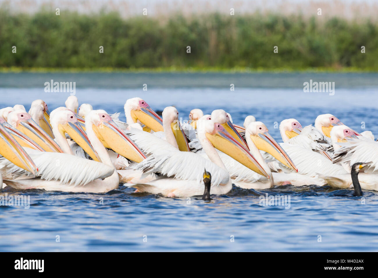 Pellicani nel Delta del Danubio Foto Stock