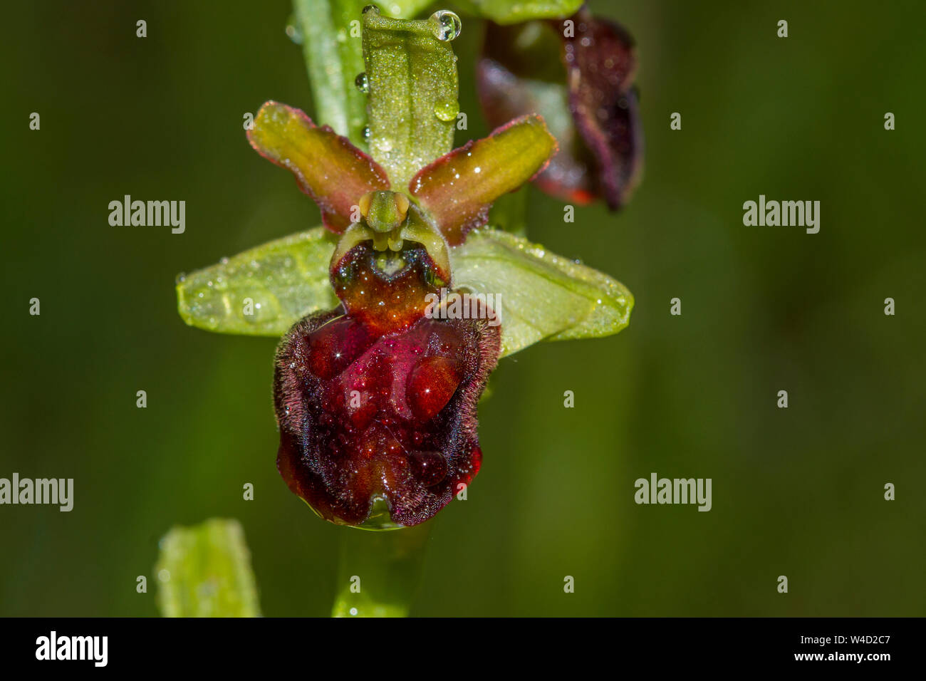 Inizio spider-orchid, Spinnenragwurz (Ophrys sphegodes) Foto Stock