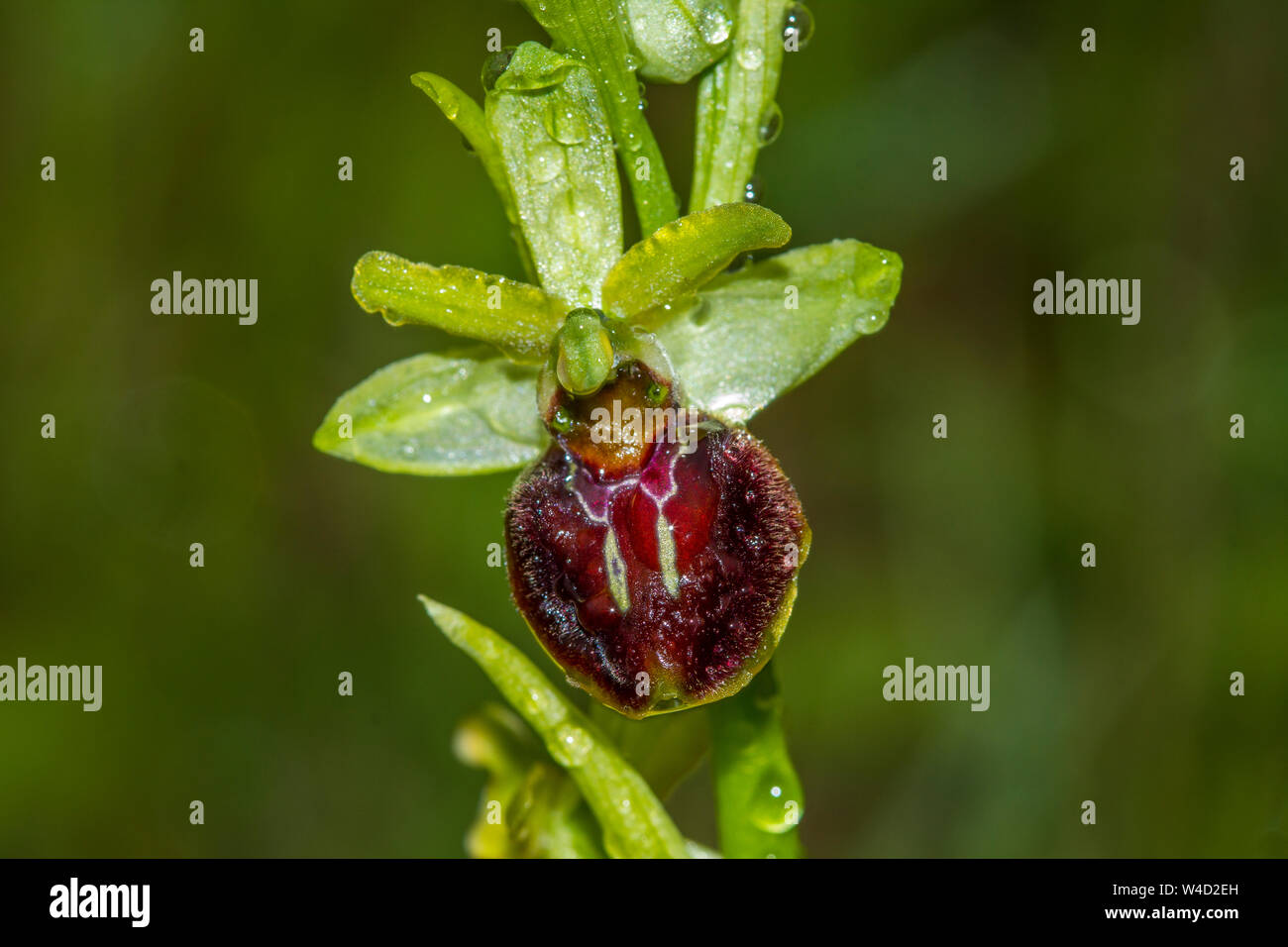 Inizio spider-orchid, Kleine Spinnen-Ragwurz (Ophrys araneola) Foto Stock