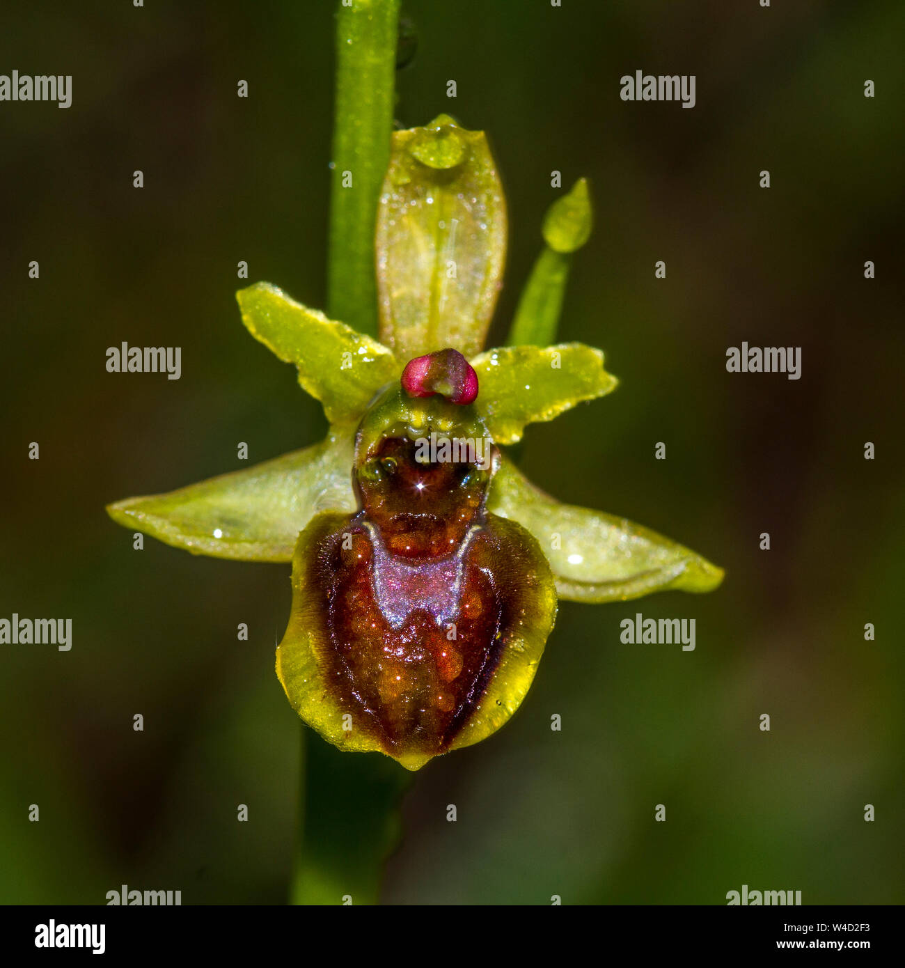 Inizio spider-orchid, Kleine Spinnen-Ragwurz (Ophrys araneola) Foto Stock