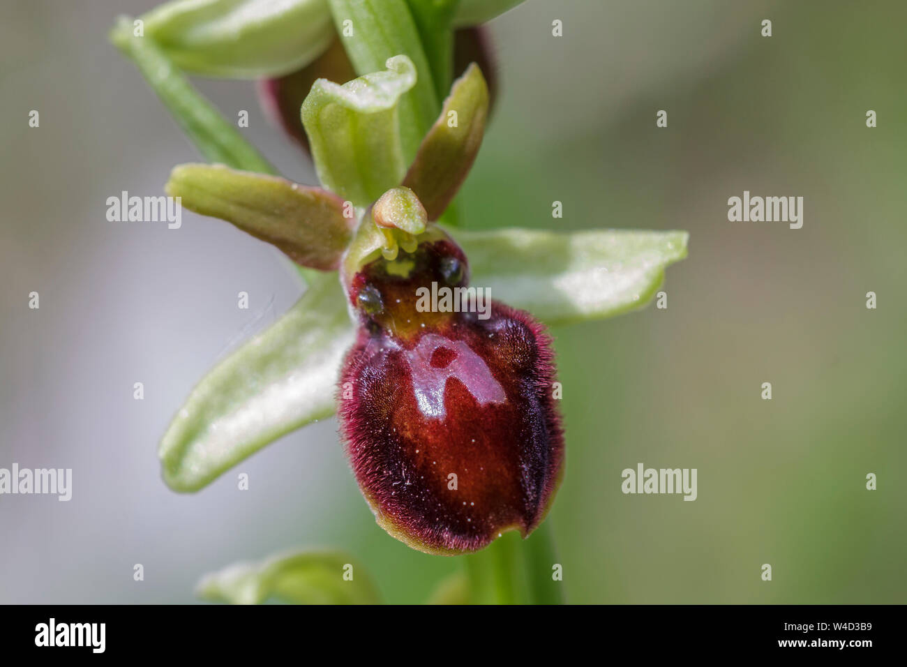 Inizio spider-orchid, Spinnenragwurz (Ophrys sphegodes) Foto Stock
