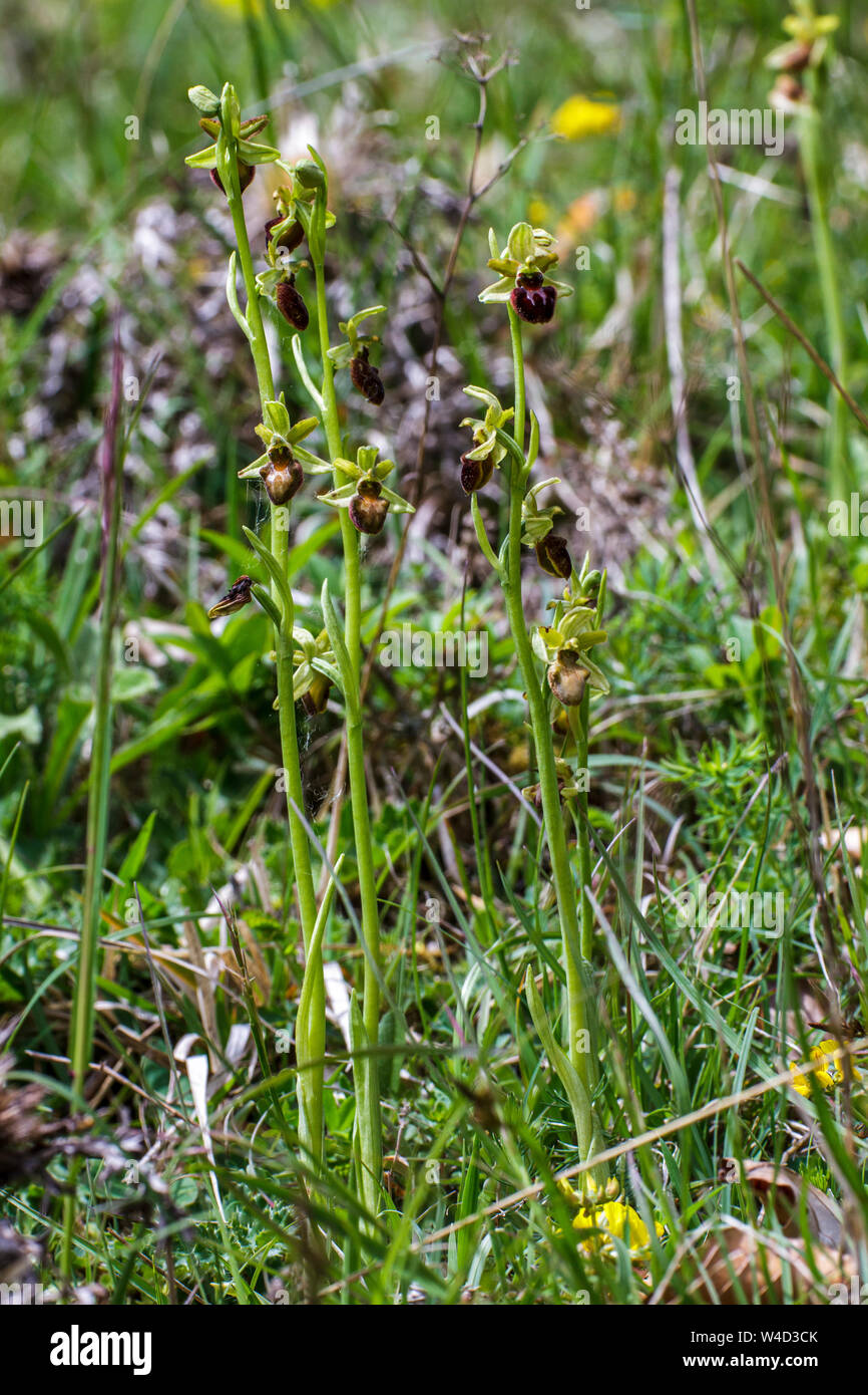 Inizio spider-orchid, Spinnenragwurz (Ophrys sphegodes) Foto Stock