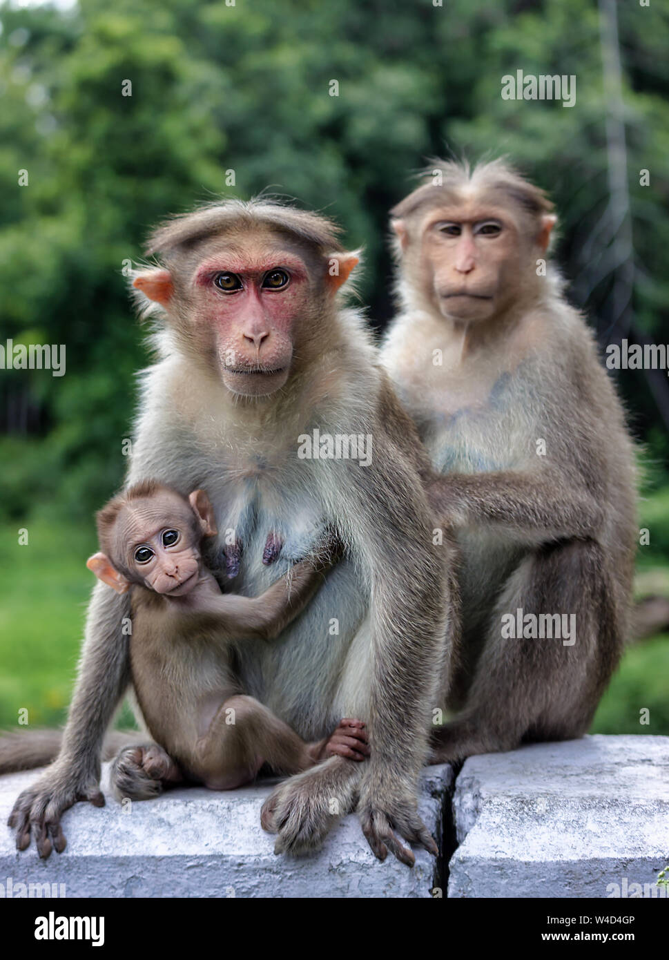 Monkey espressione - Ooty Tamilnadu India Foto Stock