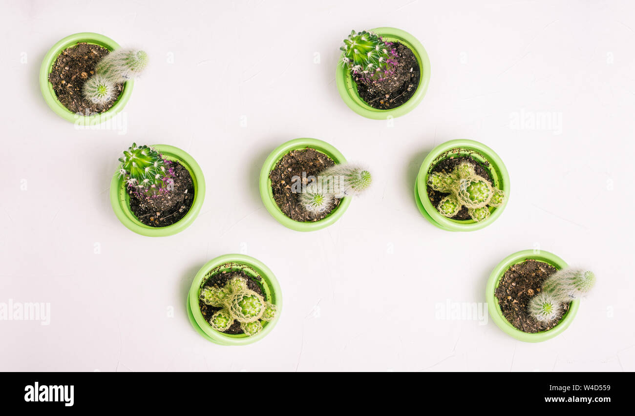 Cactus di diversi tipi di stand caoticamente in vasi di verde su uno sfondo bianco. Houseplants per creare un interno a casa, in ufficio o sul desktop. Foto Stock
