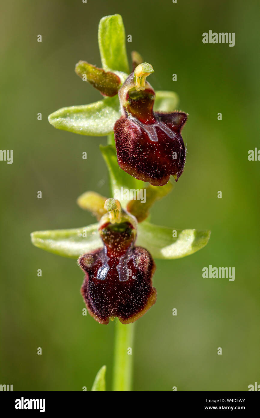Inizio spider-orchid, Spinnenragwurz (Ophrys sphegodes) Foto Stock