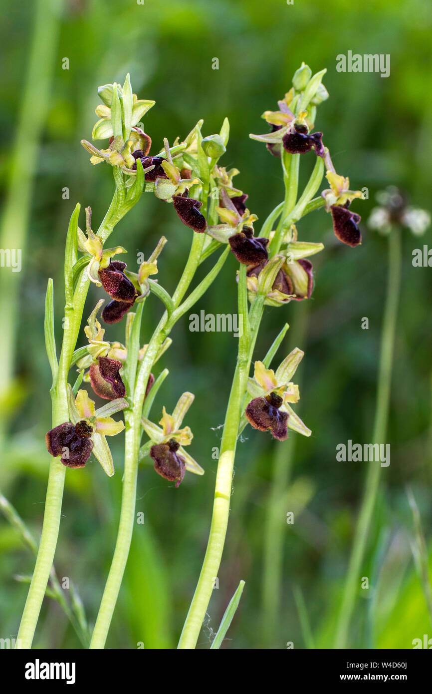 Inizio spider-orchid, Spinnenragwurz (Ophrys sphegodes) Foto Stock
