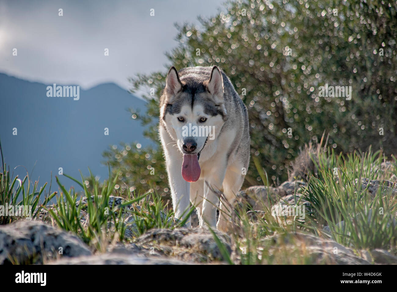 Grigio cane lupo alaskan malamute razza Foto Stock