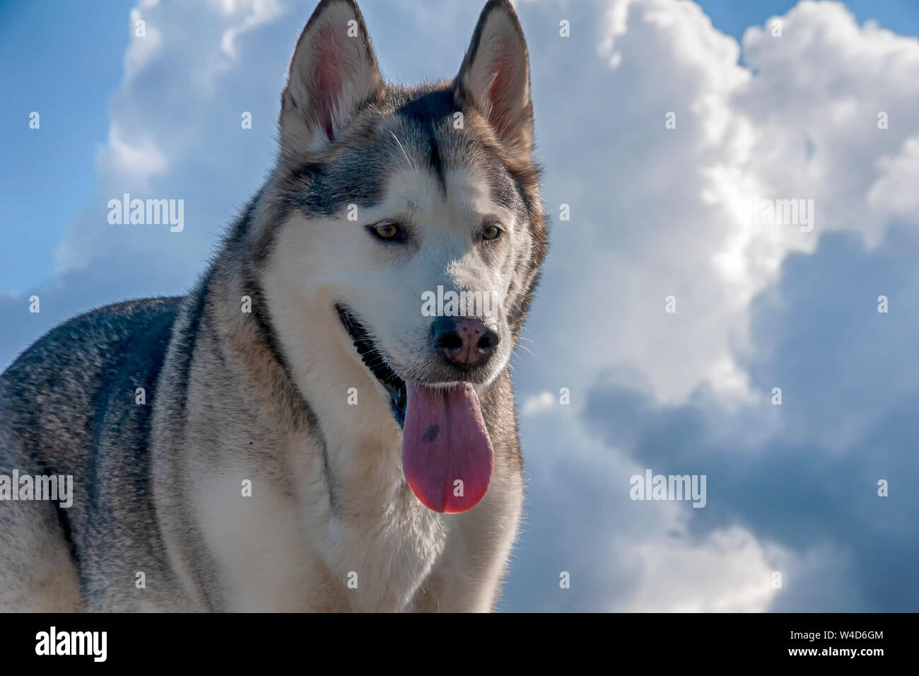 Grigio cane lupo alaskan malamute razza Foto Stock