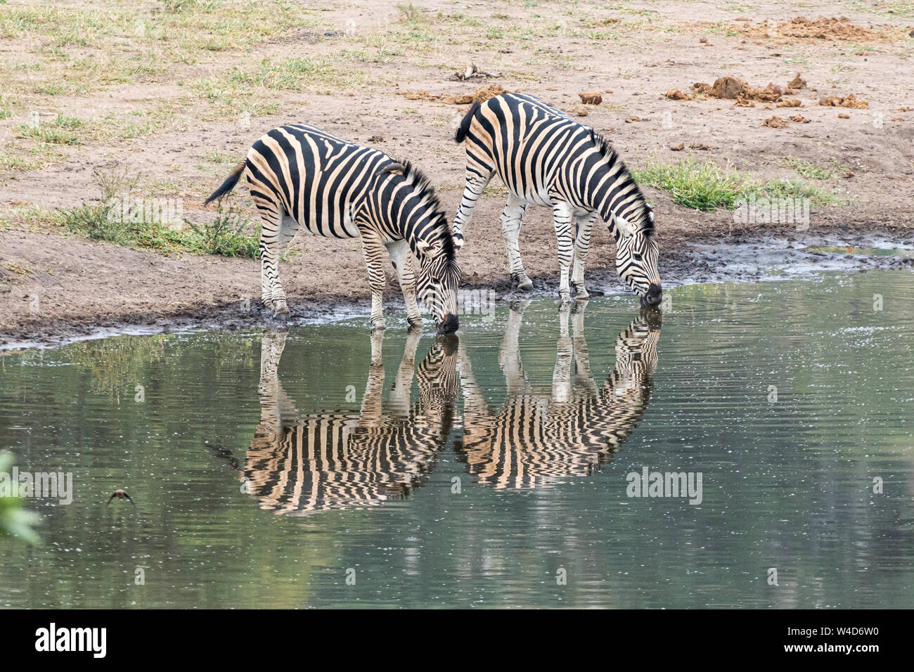 Due Burchells zebre, Equus quagga burchellii, con riflessioni, a waterhole Foto Stock