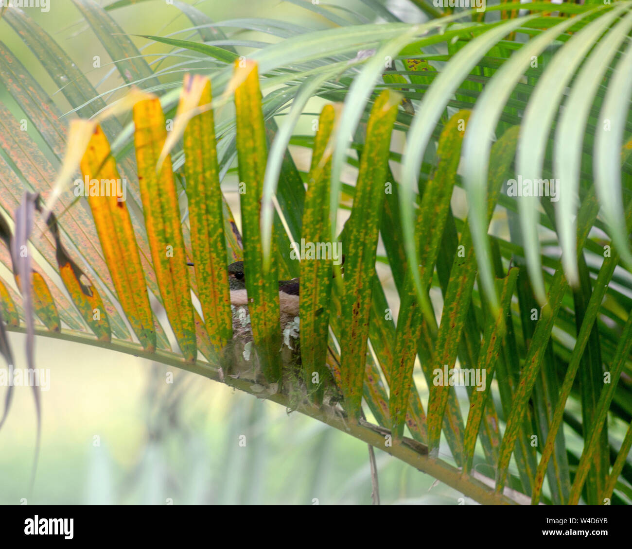 Costa Rican colibrì nesting Foto Stock