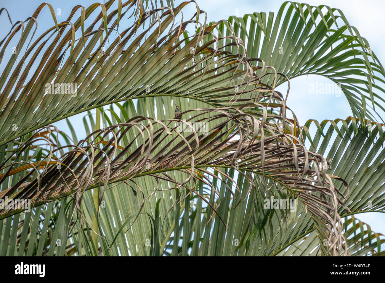 Costa Rican colibrì nesting Foto Stock