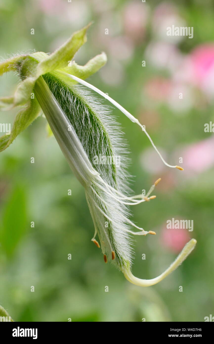 Lathyrus odoratus "dipinto Lady'. Sweet Pea pod seme pronto per deadheading per prolungare la fioritura. Foto Stock