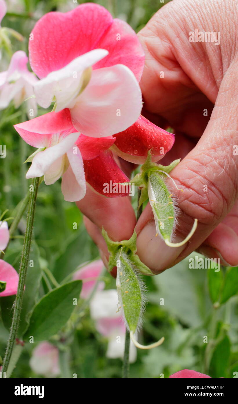 Lathyrus odoratus. Deadheading pisello dolce capsule di seme per prolungare la fioritura. Foto Stock