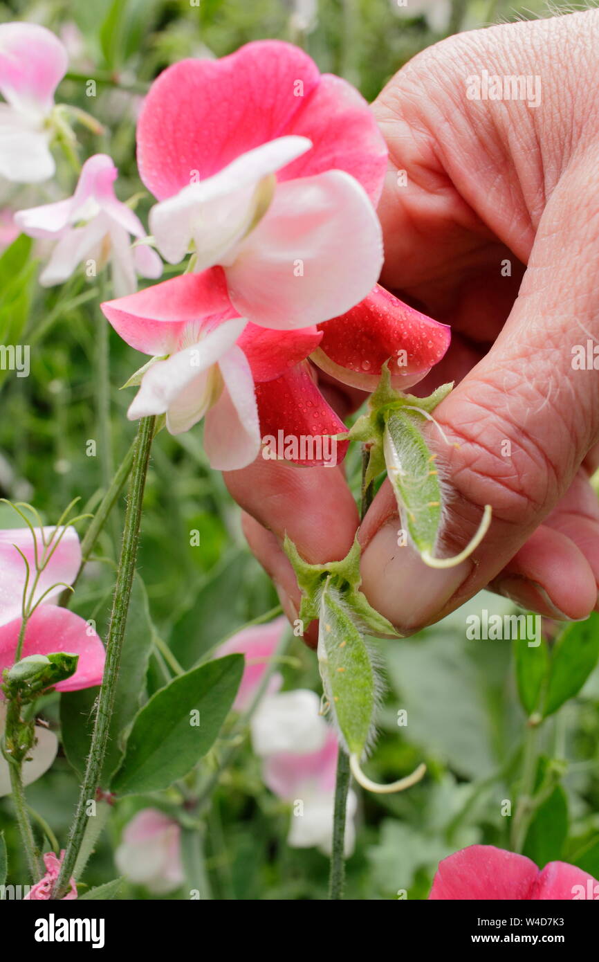 Lathyrus odoratus. Giardiniere deadheading pisello dolce capsule di seme per prolungare la fioritura. Foto Stock