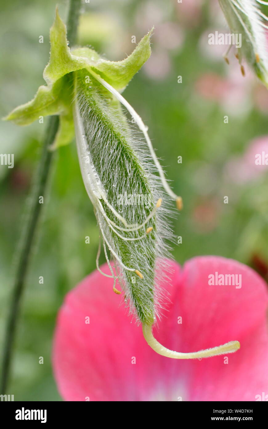 Lathyrus odoratus "dipinto Lady'. Sweet Pea pod seme pronto per deadheading per prolungare la fioritura. Foto Stock