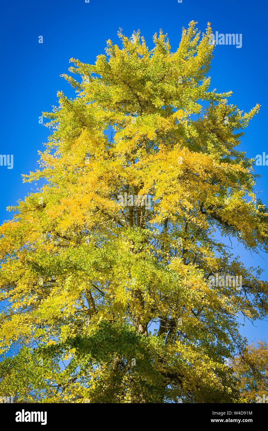 Un esemplare maturo fine Ginkgo Biloba albero con foglie di partenza mostrano tonalità giallo dorato in autunno in un giardino inglese, Regno Unito Foto Stock
