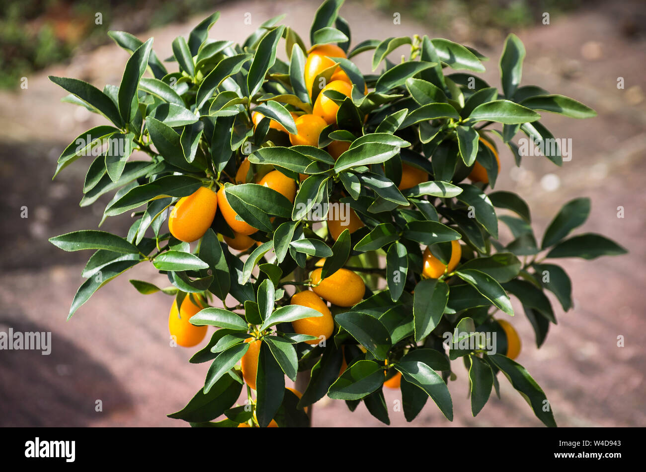 Un piccolo kumquat cuscinetto albero di frutti maturi che cresce su un patio in un giardino inglese nel Regno Unito Foto Stock