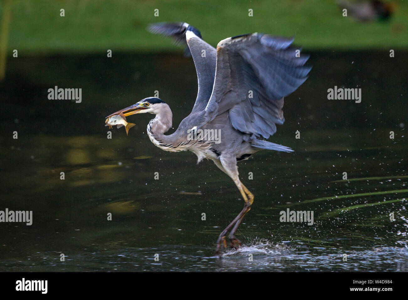 Airone cenerino, Graureiher (Ardea cinerea) Foto Stock