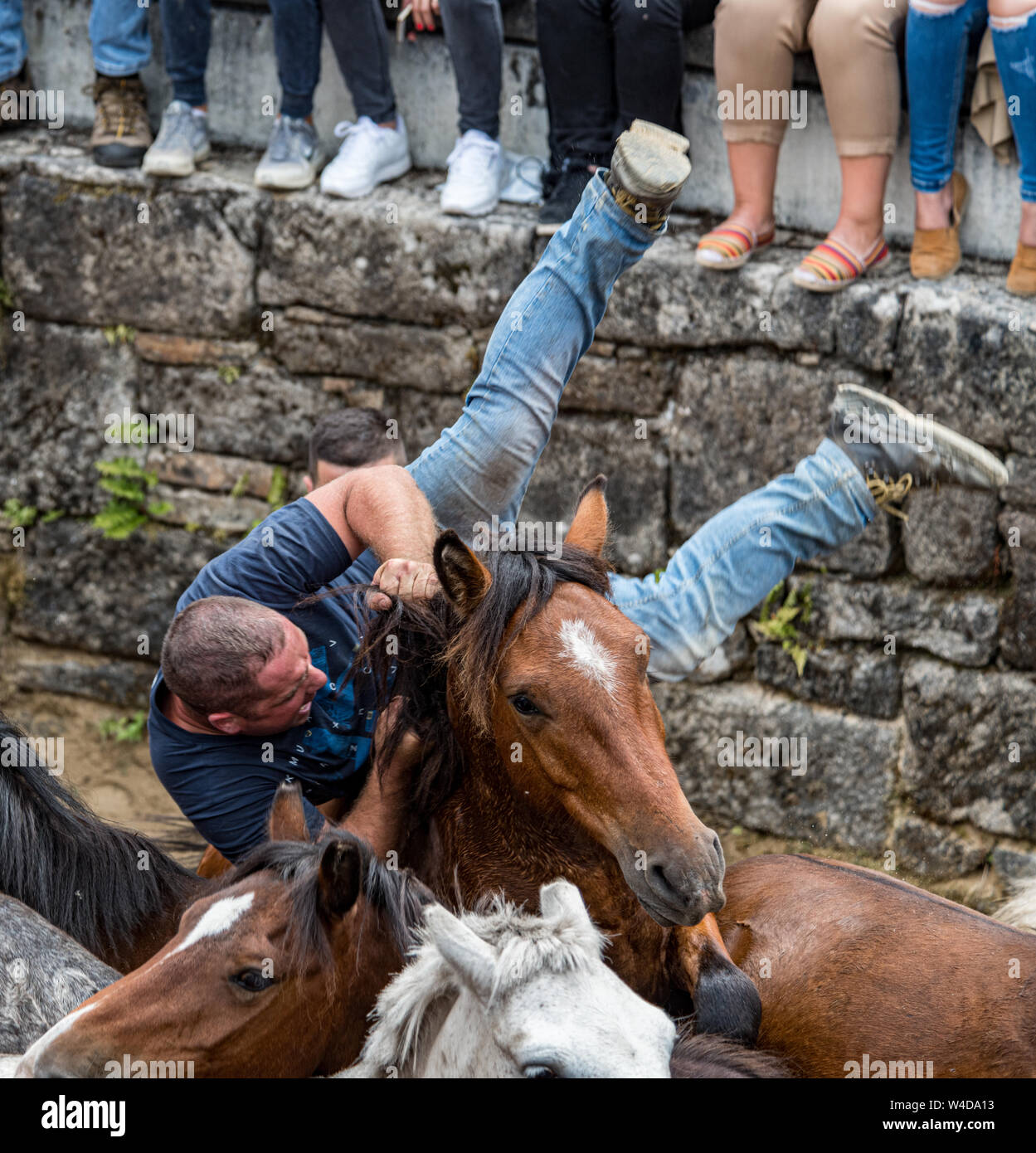 Wild Spainsh cavalli essendo lottato in Sabucedo, Spagna Foto Stock