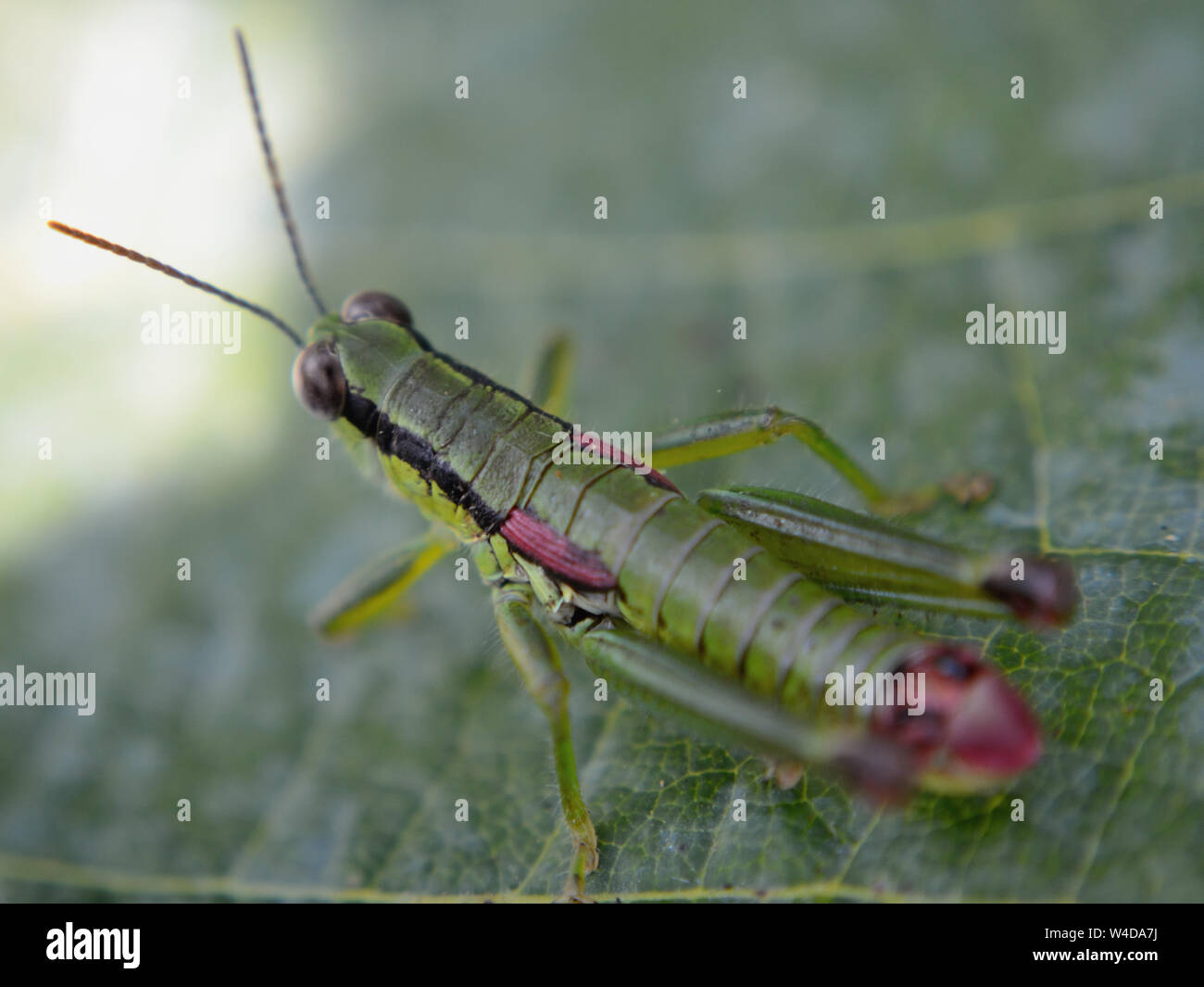 Close up slant verde-di fronte grasshopper sulla foglia Foto Stock