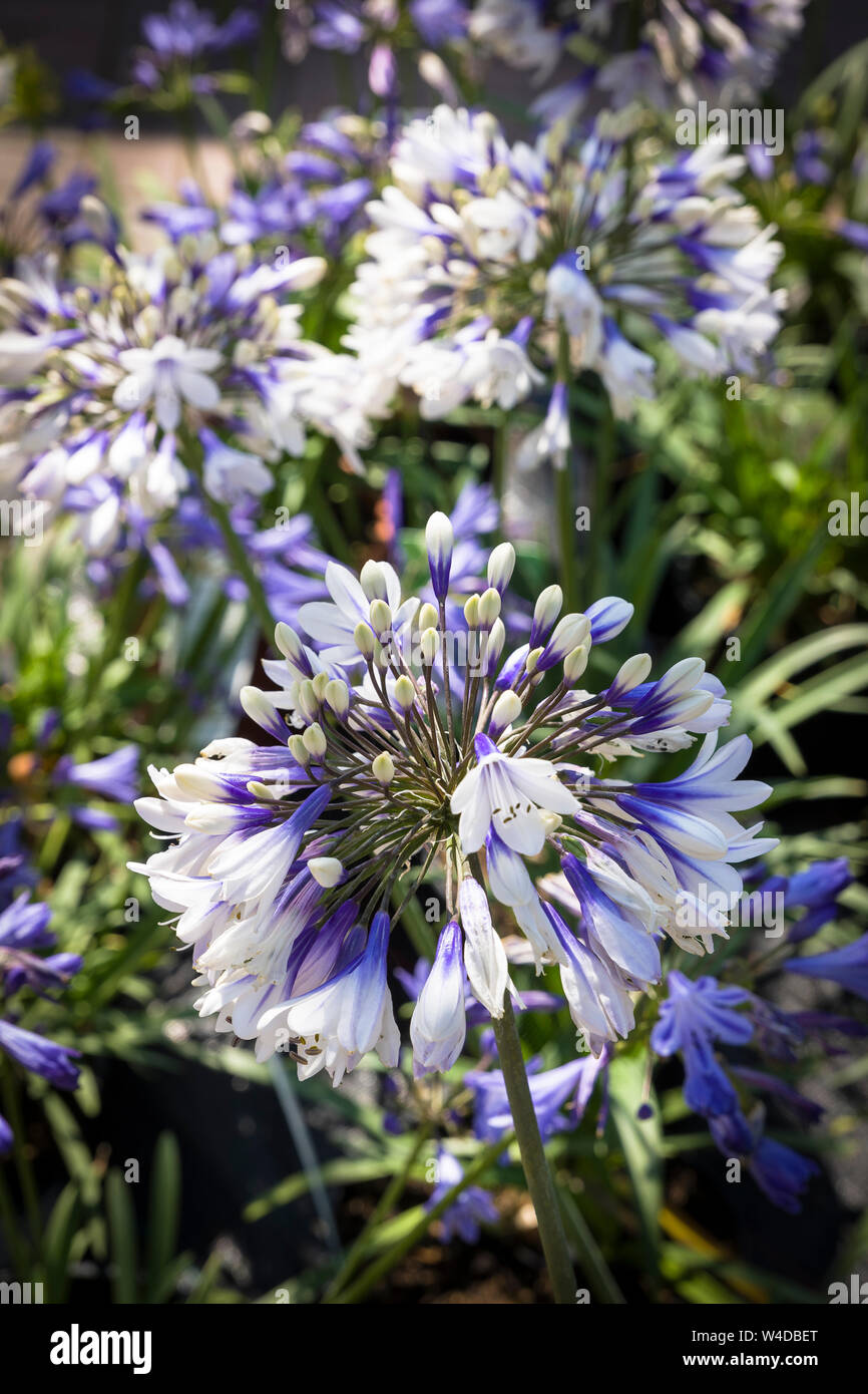 Agapanthus Africanus Twister in piena flowerin e per la vendita nel mese di luglio in un Wiltshire Centro giardino Foto Stock