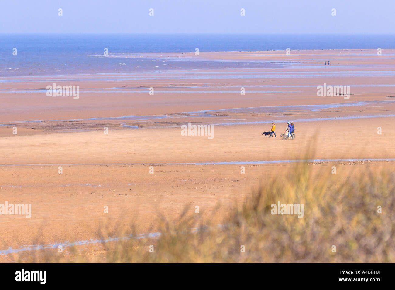 Dog walkers sul Golden sands su Holme spiaggia di Norfolk nel Regno Unito Foto Stock