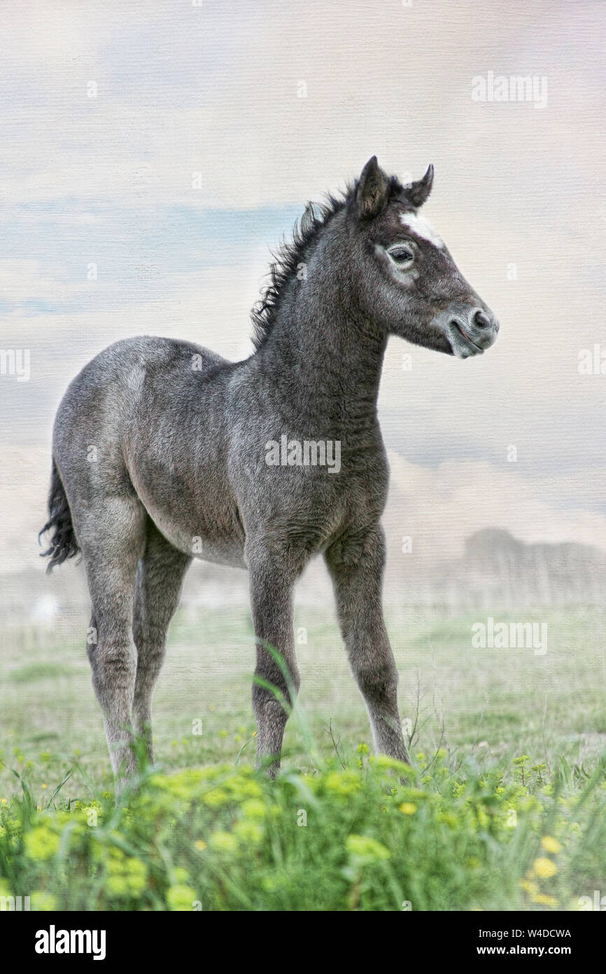 La Camargue in Francia è famoso per i suoi bellissimi cavalli bianchi. Sorprendentemente, i puledri sono scure quando nato e lentamente diventato bianco come loro maturo. Foto Stock