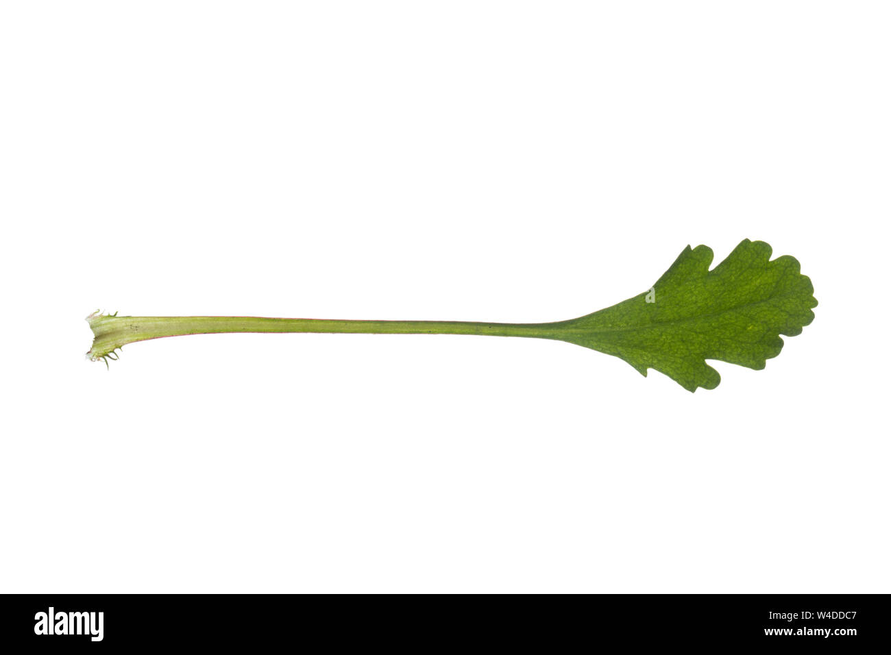 Margerite, Wiesen-Margerite, Wiesenmargerite, Magerwiesen-Margerite, dichter Margeriten-Bestand, Leucanthemum vulgare, crisantemo leucanthemum, Leu Foto Stock