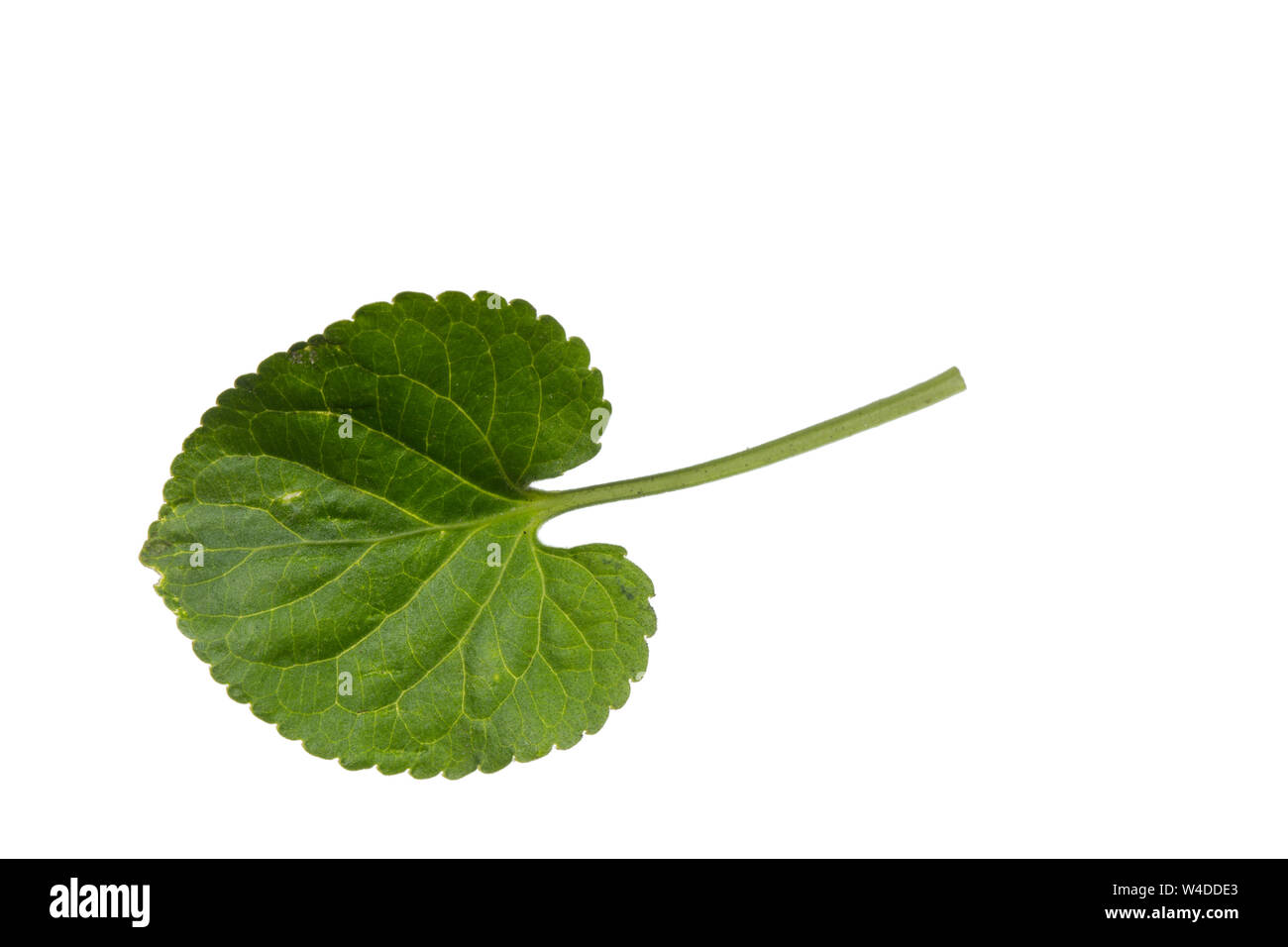 Märzveilchen, März-Veilchen, Duftveilchen, Wohlriechendes Veilchen, Veilchen, Viola odorata, legno viola, viola mammola, inglese viola, viola, comune Foto Stock