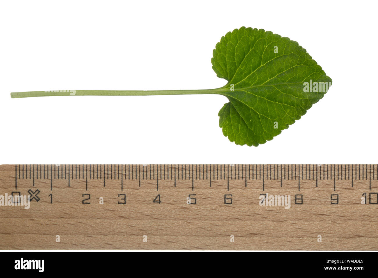 Märzveilchen, März-Veilchen, Duftveilchen, Wohlriechendes Veilchen, Veilchen, Viola odorata, legno viola, viola mammola, inglese viola, viola, comune Foto Stock