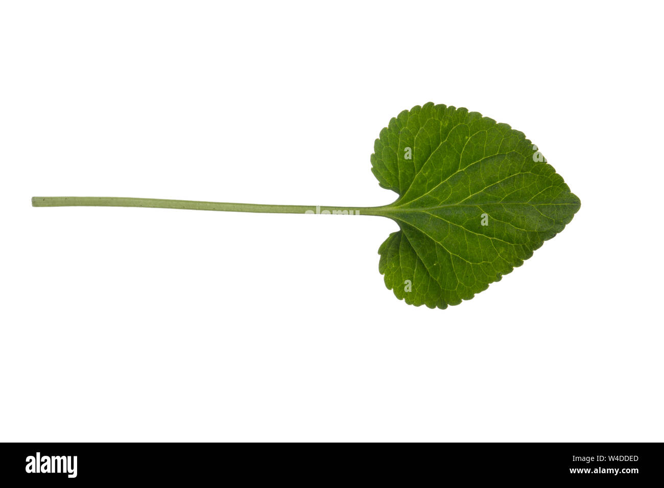 Märzveilchen, März-Veilchen, Duftveilchen, Wohlriechendes Veilchen, Veilchen, Viola odorata, legno viola, viola mammola, inglese viola, viola, comune Foto Stock