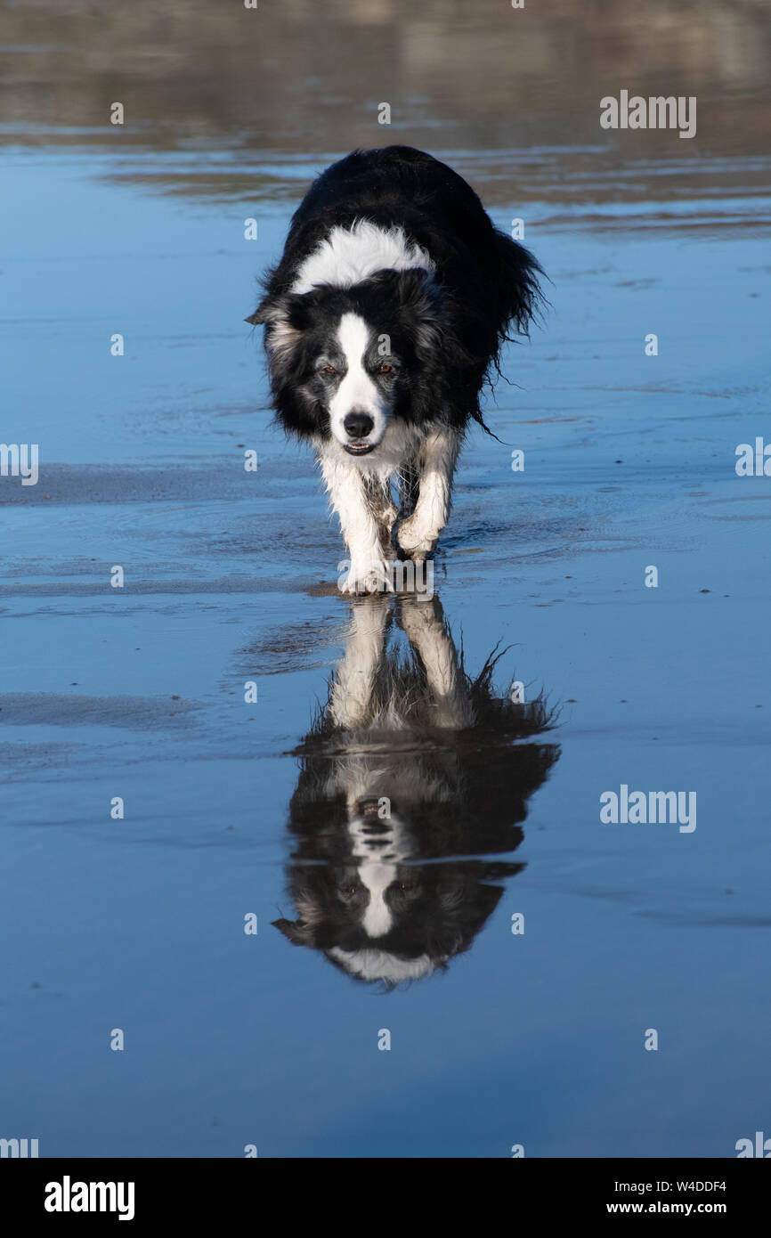 Close up di un bianco e nero Border Collie camminare e riflessa in acqua di una spiaggia bagnata in Cornovaglia Foto Stock