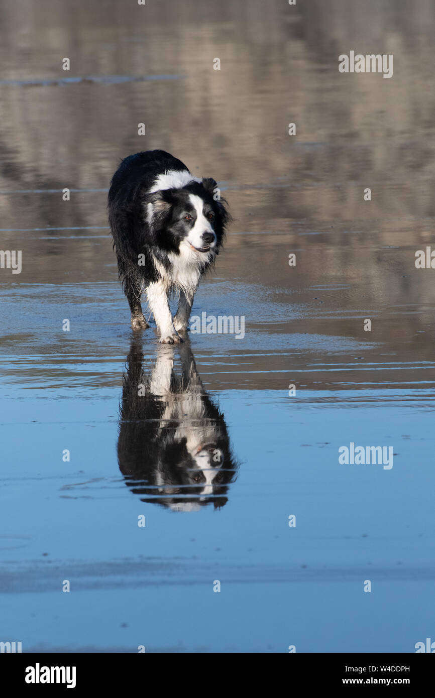 Un bianco e nero cane di pecora godendo di una passeggiata sulla spiaggia bagnata di Cornovaglia Foto Stock
