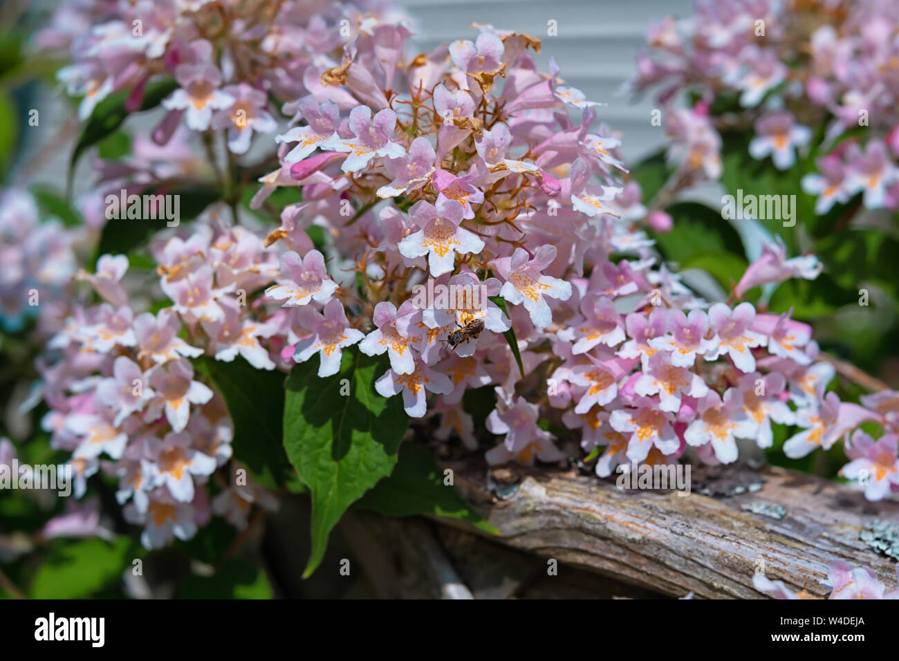 Close up dettaglio dei fiori del vecchio arbusto la bellezza bush o Linnaea amabilis e talvolta noto come Kolkwitzia amabilis. Foto Stock