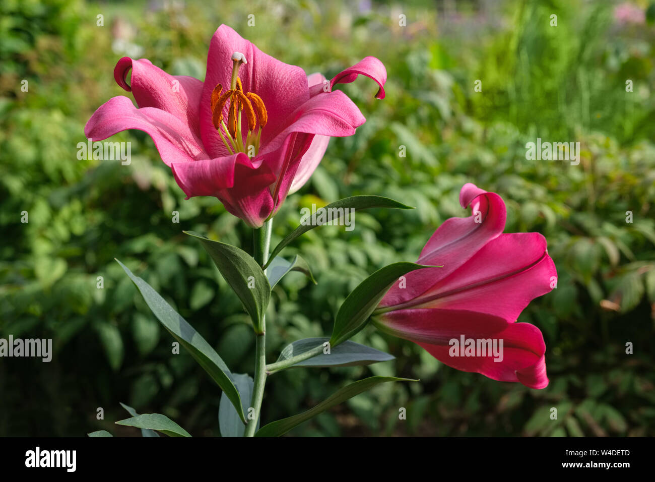 Gigli rossi sul letto di fiori nel giardino Foto Stock