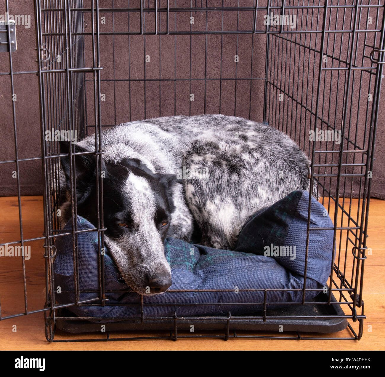 Blue Heeler addormentato nella sua cassa aperta Foto Stock