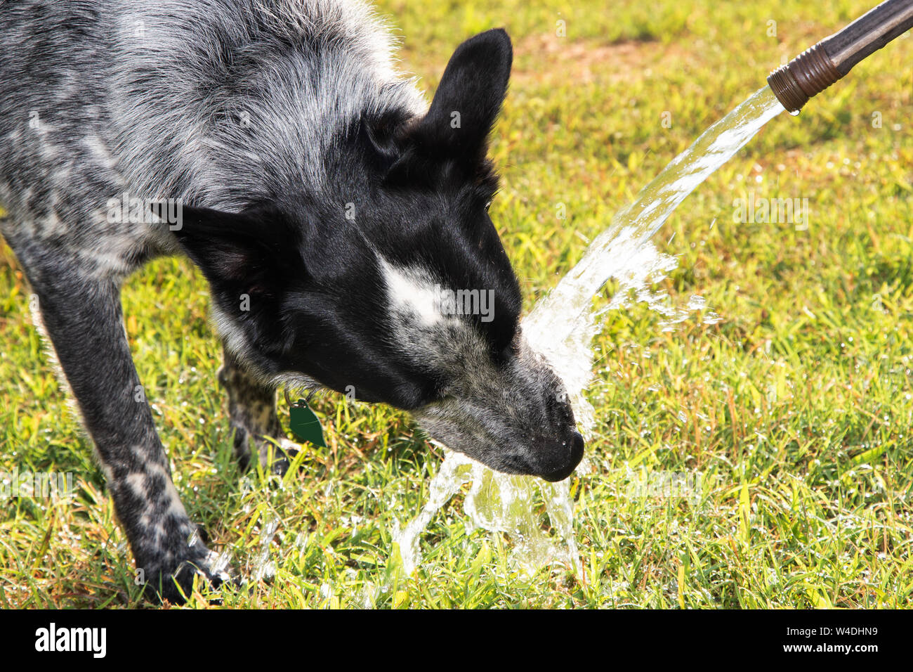 Bianco e nero spotted dog bere al di fuori di un tubo flessibile di acqua Foto Stock