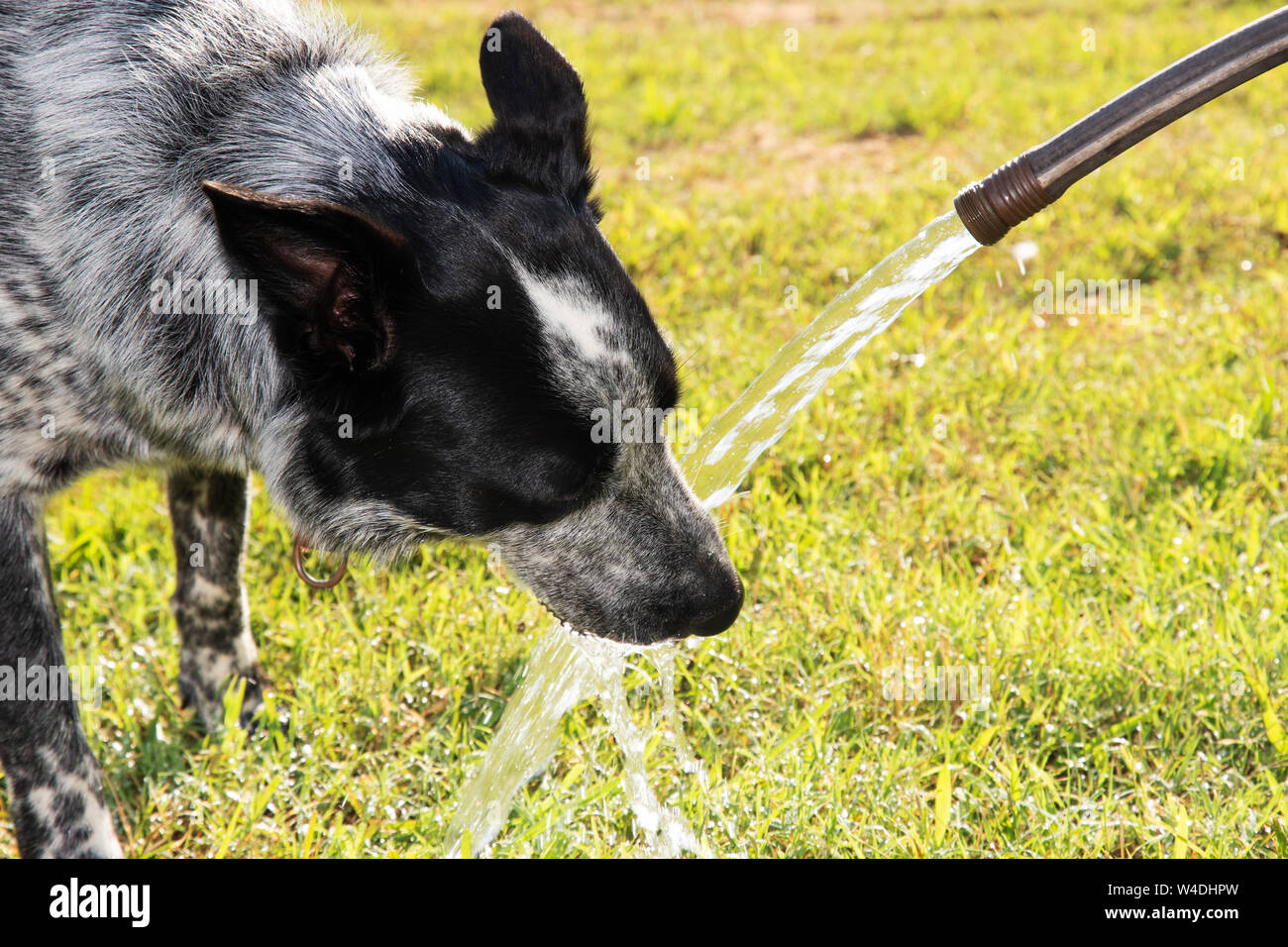 Blue Heeler dog bere pf un tubo flessibile di acqua in un caldo pomeriggio estivo Foto Stock