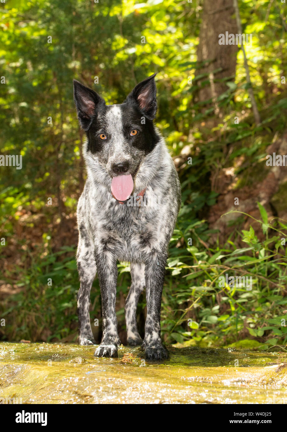 Belle Blue Heeler cane in piedi su una roccia bagnata, con lo sfondo della foresta, guardando il visore Foto Stock