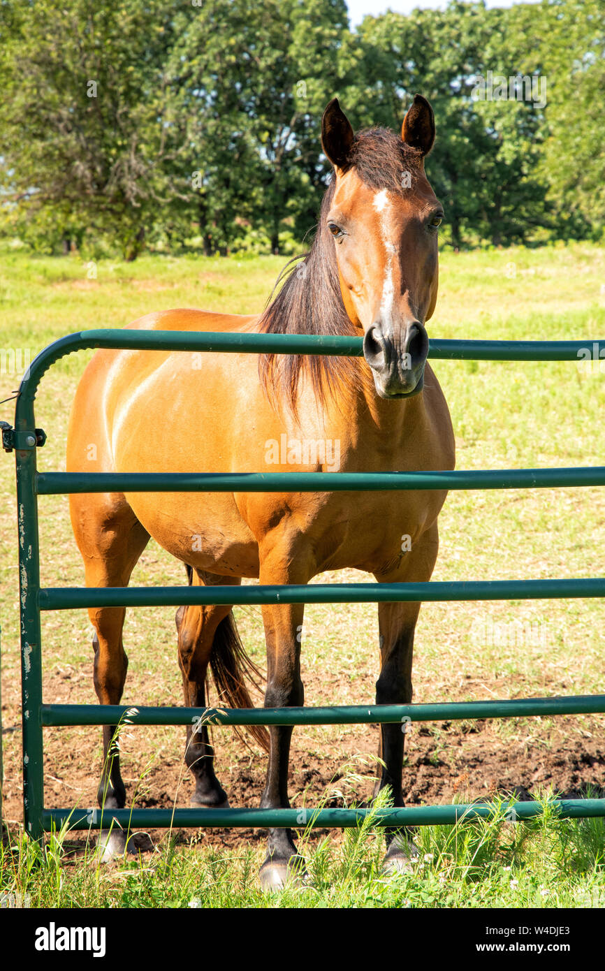 Carino piccolo Arabian mare aspettando pazientemente che tratta sul pascolo gate, con le sue orecchie drizzare in previsione Foto Stock