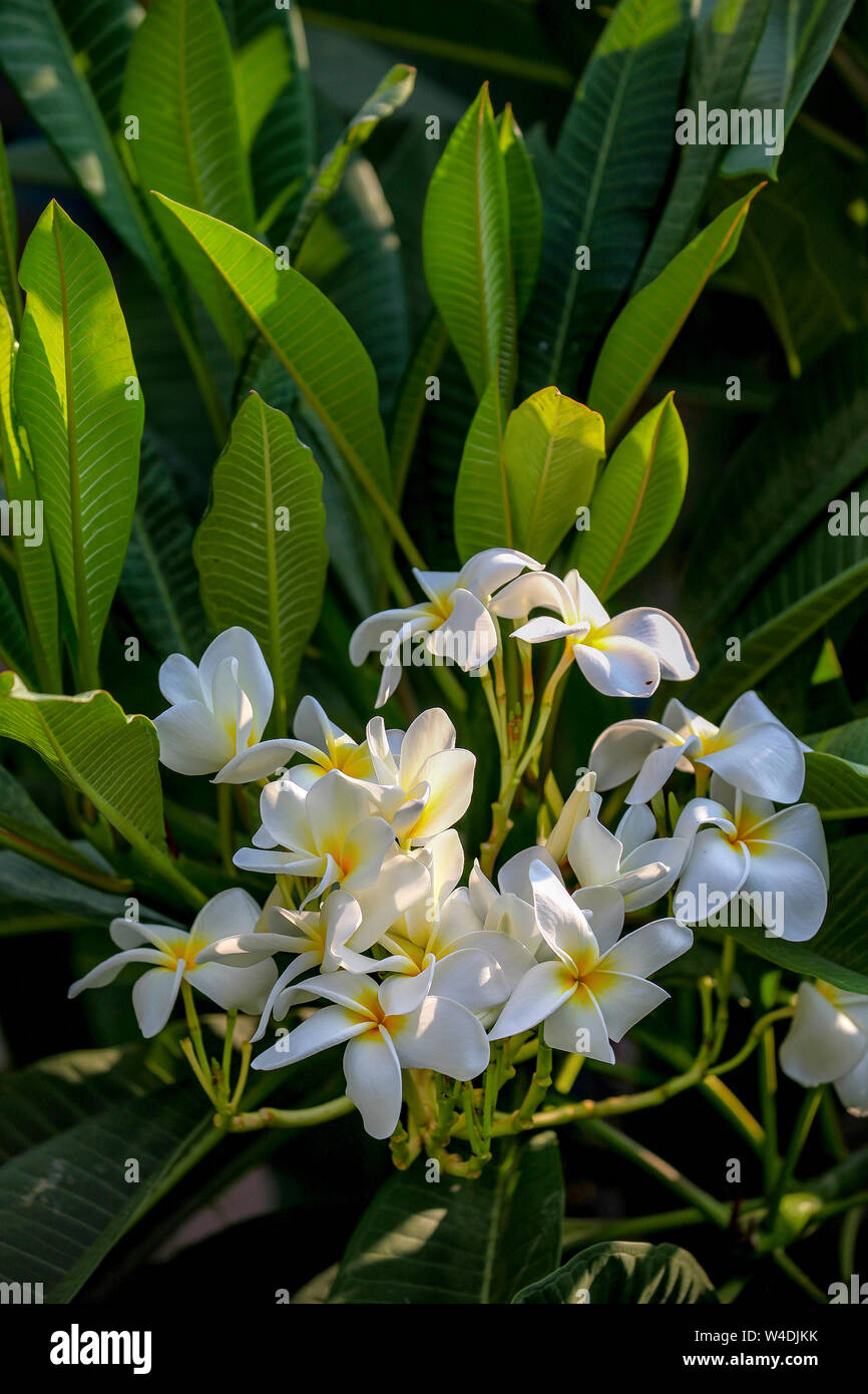 Il Frangipani bianco, Plumeria, fiori. Foto Stock
