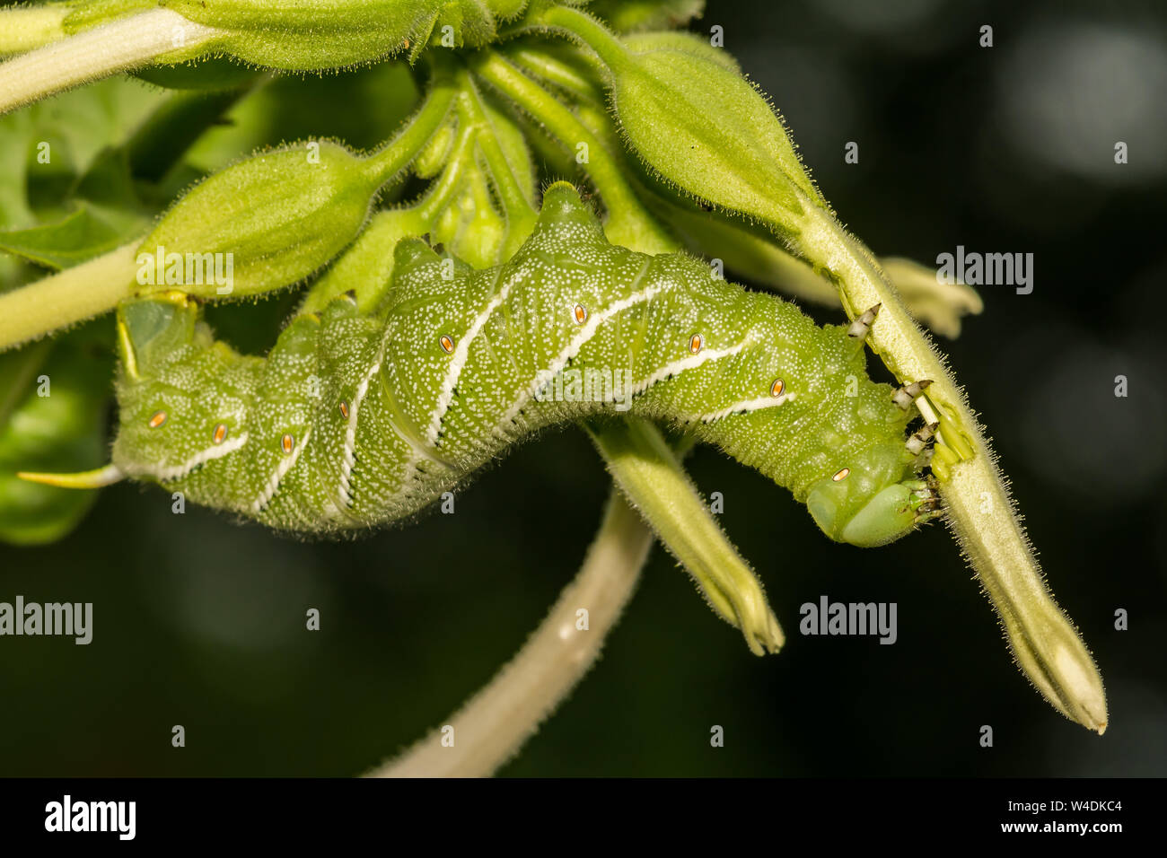 Il tabacco Hornworm (Manduca sexta) Foto Stock