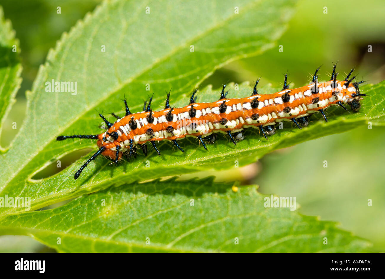 Fritillary variegato caterpillar a farfalla su una foglia della sua pianta ospite, la passione della vigna Foto Stock