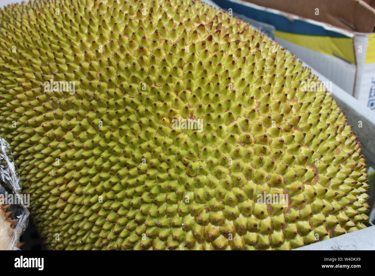 Durian, o durione o jackfruit. grandi verde esotiche e di frutta gialla con picchi, la maggior parte della frutta maleodoranti. puzzava di cibo. Foto Stock