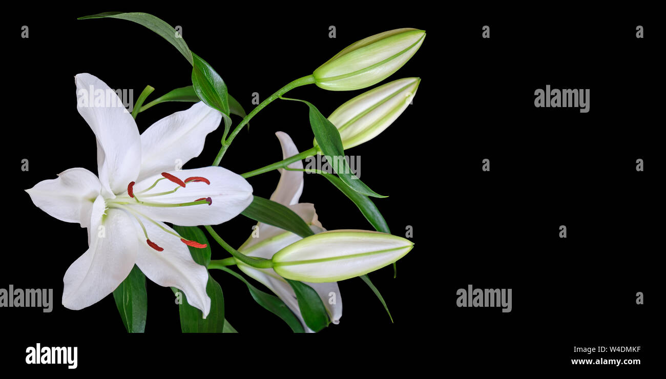 Giglio Bianco isolato su sfondo nero, con spazio per il testo a destra. Il Lilium Navona, un giglio asiatico varietà ibrida di gigli bianchi, utilizzato in cutf Foto Stock