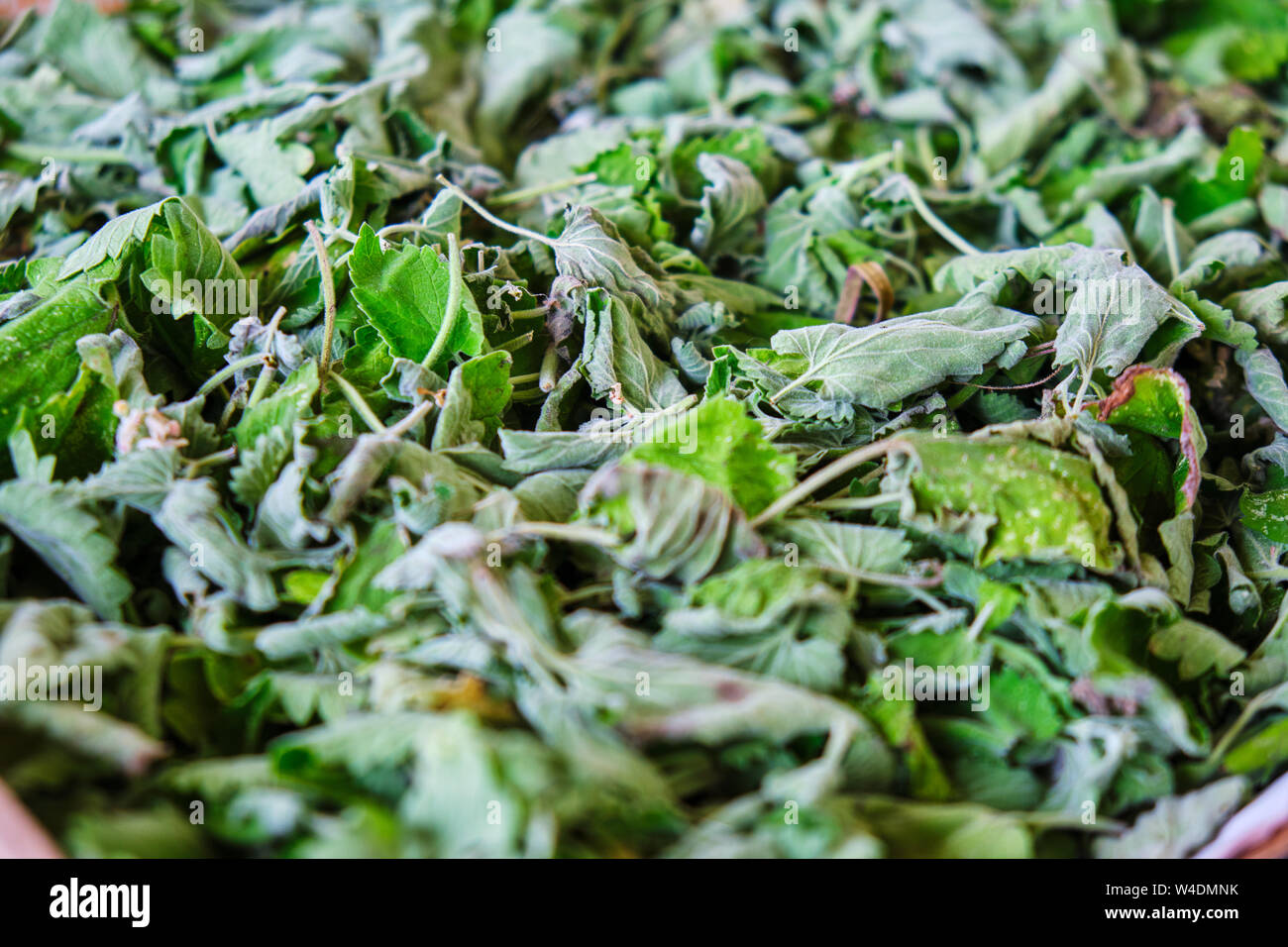 Melissa (Melissa officinalis) foglie di tè per essiccazione. Concetto per fatti in casa, bio tè, uno stile di vita sano. Foto Stock
