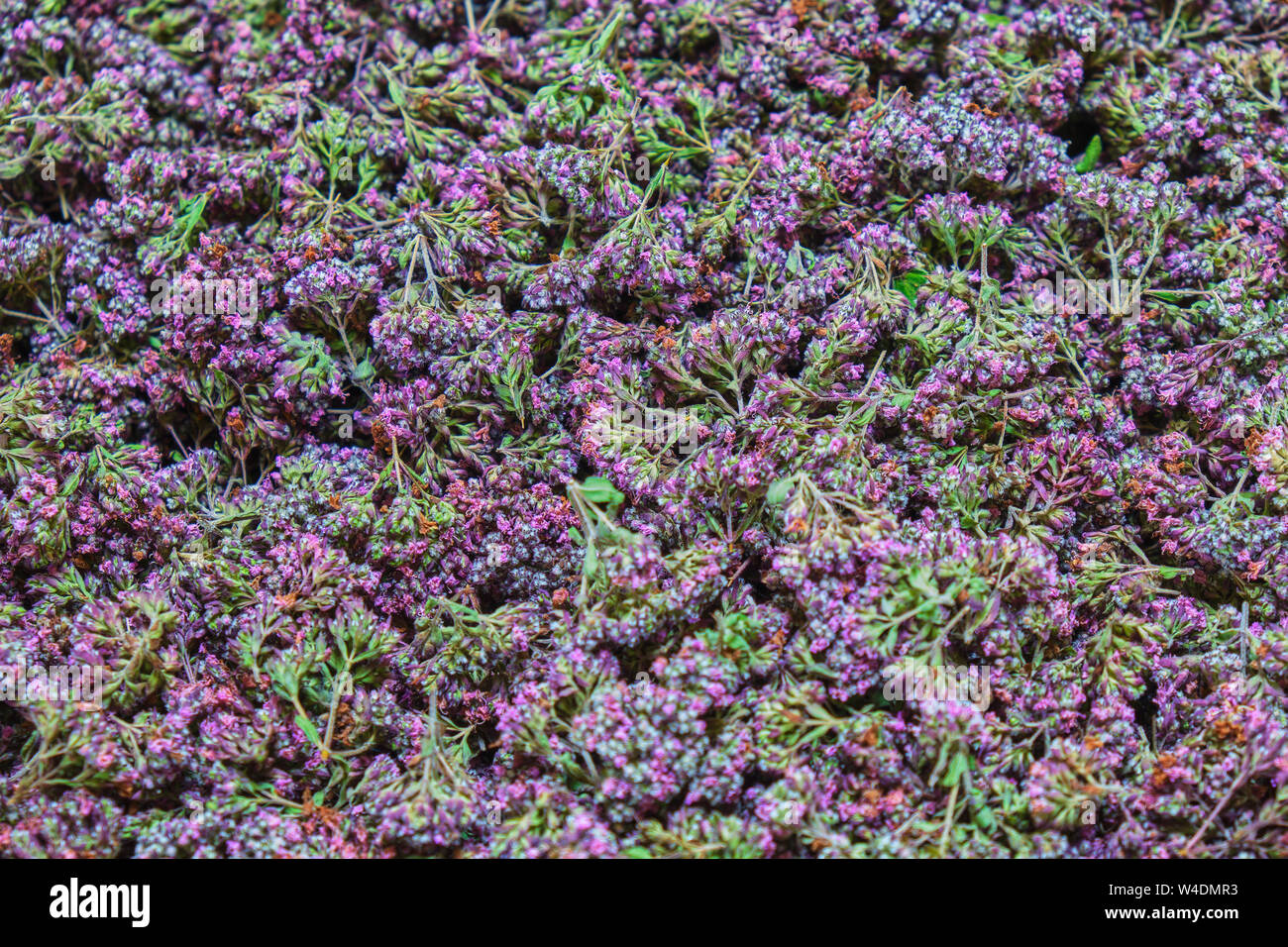 Origano (Origanum vulgare) è una pianta flowering in menta (famiglia Lippenblütler), utilizzato come ingrediente per preparare il tè e cucinare. Fatti in casa, bio ingredienti per Foto Stock