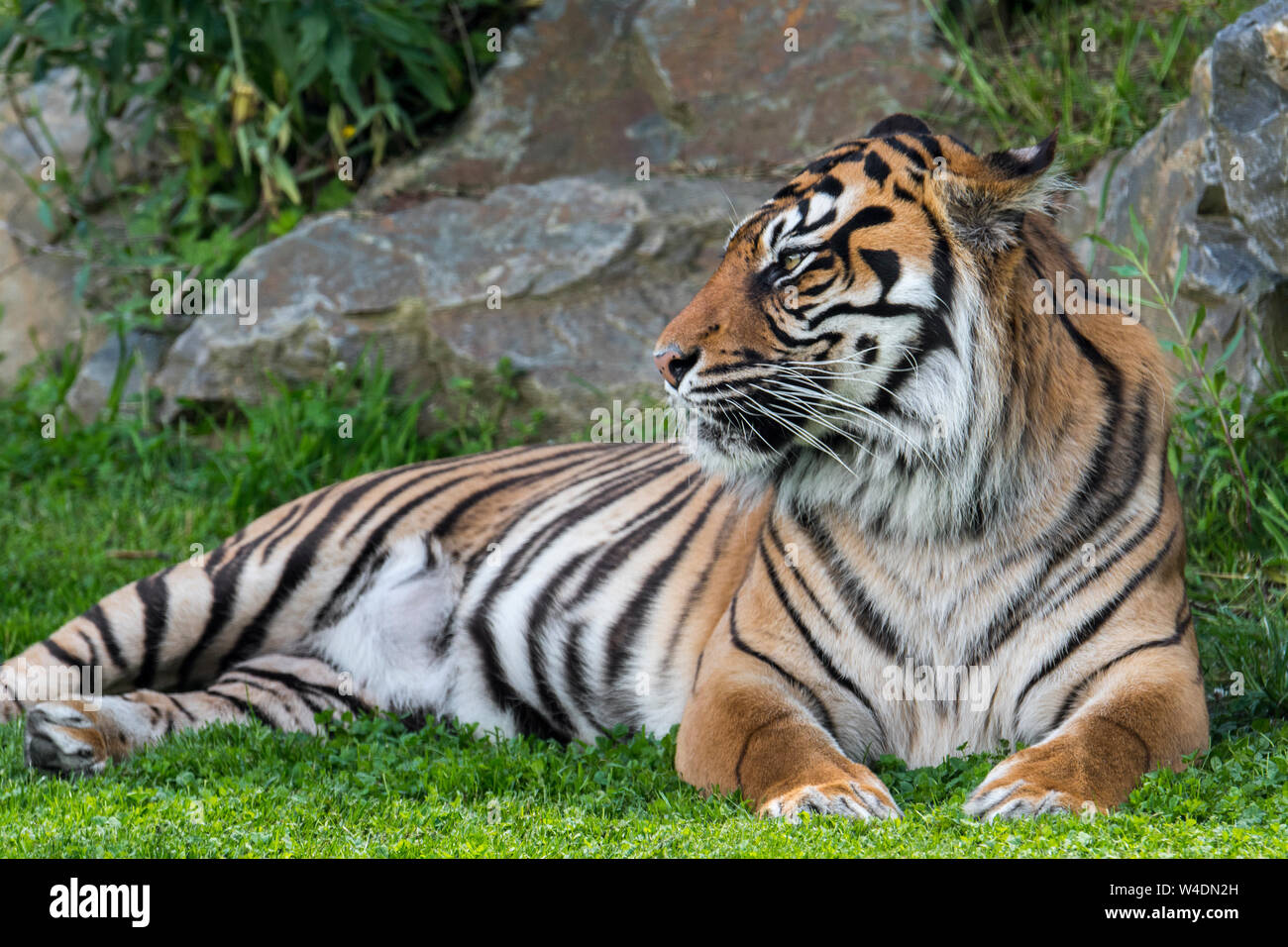 La tigre di Sumatra (Panthera tigris sondaica) nativa per l'isola indonesiana di Sumatra, Indonesia Foto Stock